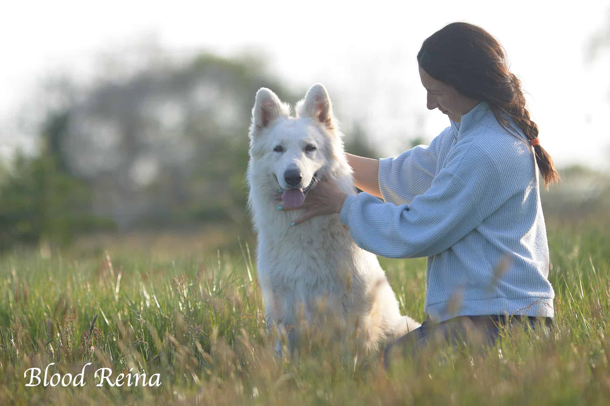 Berger Blanc Suisse en bonne santé